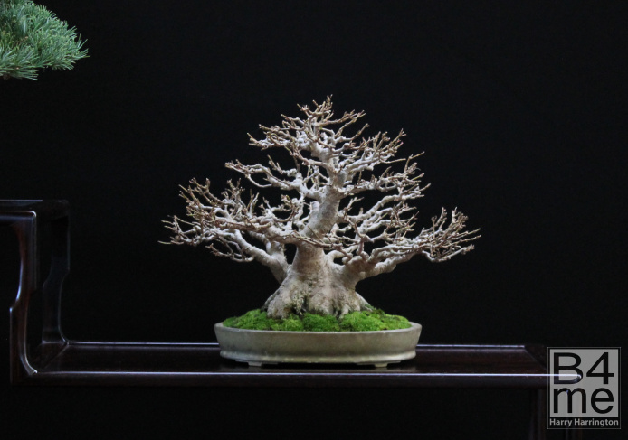 trident maple bonsai
